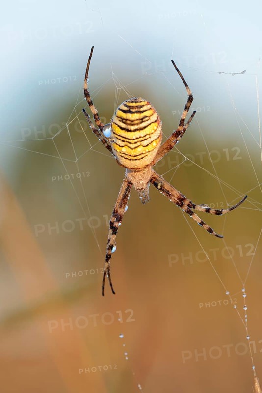 Wasp spider (Argiope bruennichi), female in web, North Rhine-Westphalia, Germany