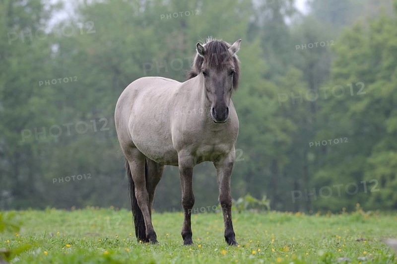 Tail horse (Equus ferus ferus caballus, Equus przewalskii ferus caballus) in a meadow, North Rhine-Westphalia, Germany