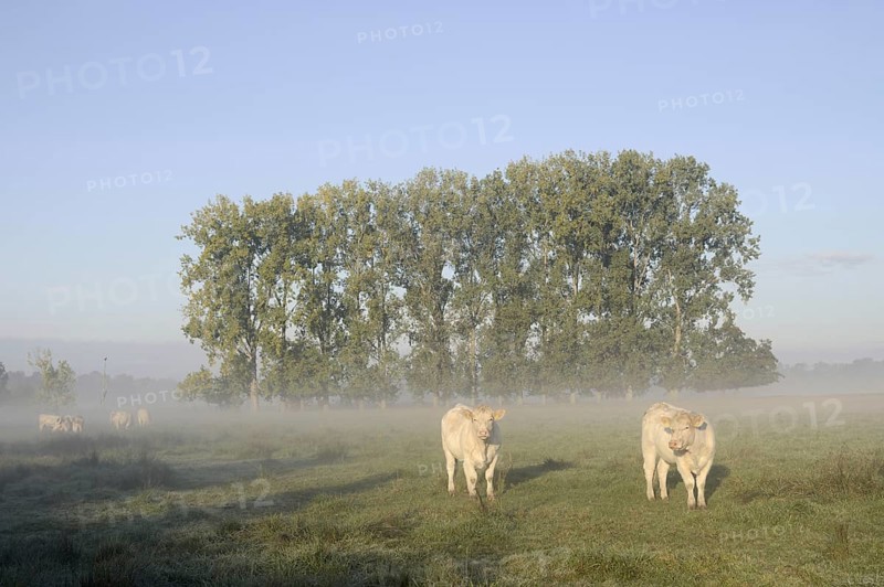 Charolais Cattle (Bos primigenius taurus) on a pasture with morning mist, North Rhine-Westphalia, Germany