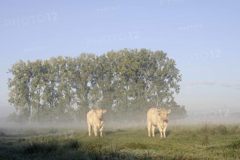 Charolais Cattle (Bos primigenius taurus) on a pasture with morning mist, North Rhine-Westphalia, Germany