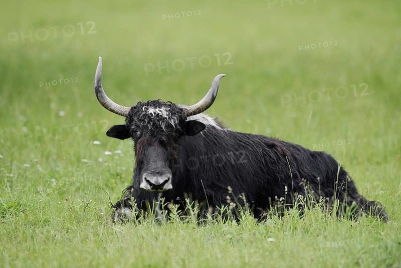 House yak (Bos mutus f. grunniens), North Rhine-Westphalia, Germany