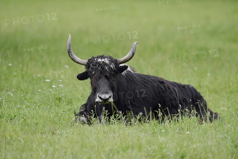 House yak (Bos mutus f. grunniens), North Rhine-Westphalia, Germany