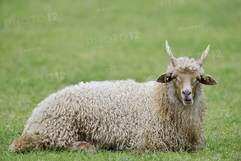 Racket sheep (Ovis aries strepsiceros Hungaricus), North Rhine-Westphalia, Germany