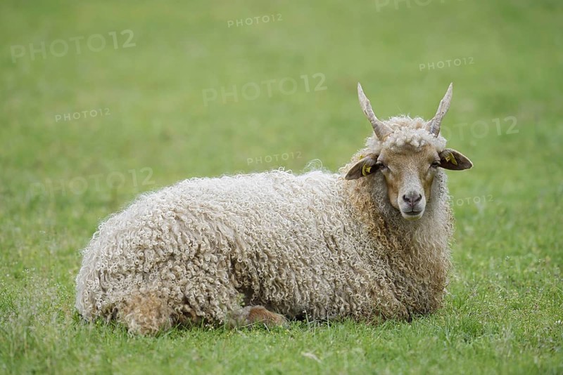 Racket sheep (Ovis aries strepsiceros Hungaricus), North Rhine-Westphalia, Germany
