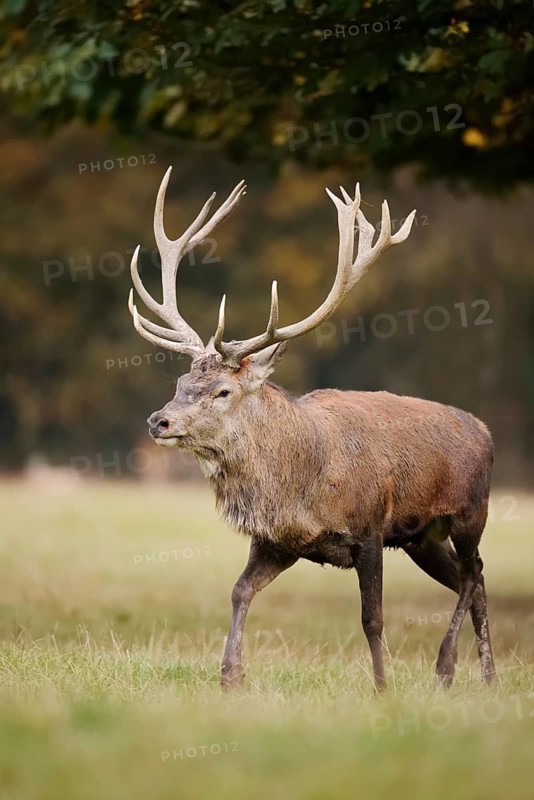 Red deer (Cervus elaphus) in the rutting season, North Rhine-Westphalia, Germany