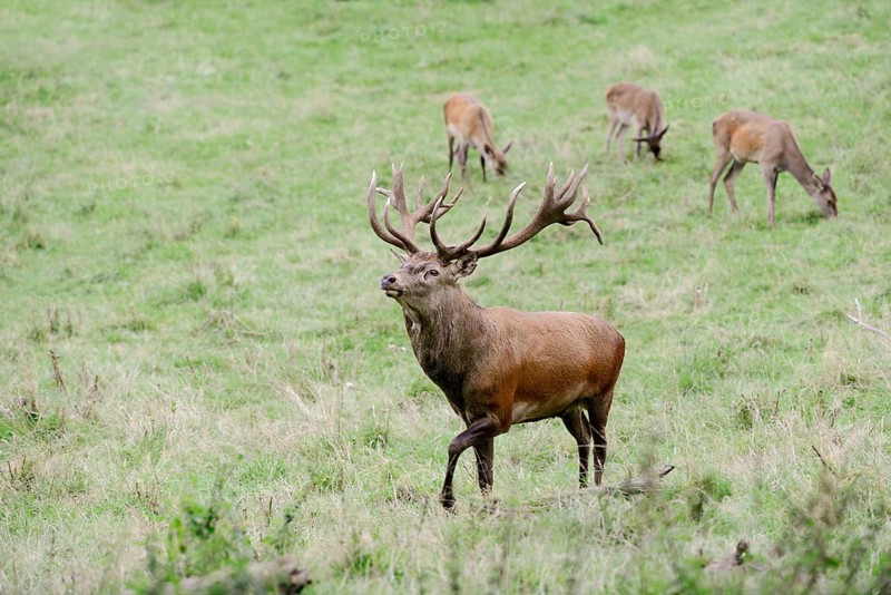 Red deer (Cervus elaphus) with female in the rutting season, North Rhine-Westphalia, Germany