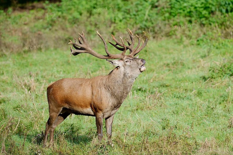 Red deer (Cervus elaphus) roaring in the rutting season, North Rhine-Westphalia, Germany