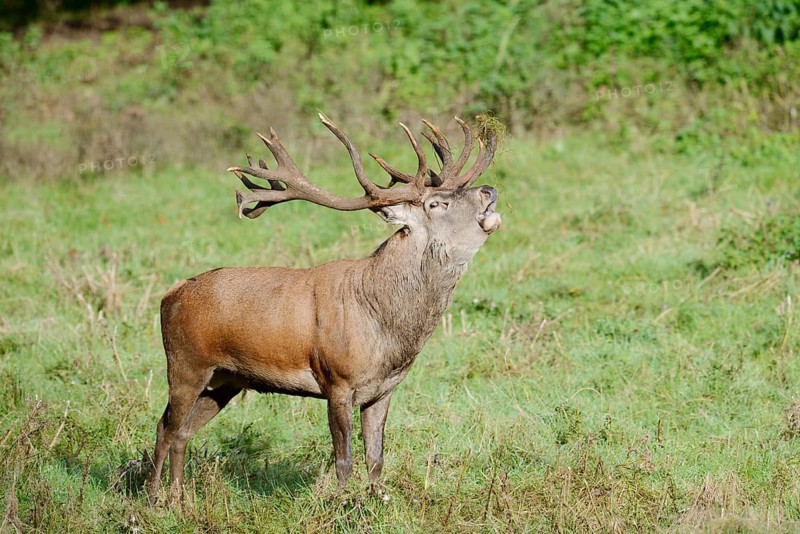 Red deer (Cervus elaphus) roaring in the rutting season, North Rhine-Westphalia, Germany