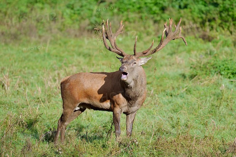 Red deer (Cervus elaphus) roaring in the rutting season, North Rhine-Westphalia, Germany