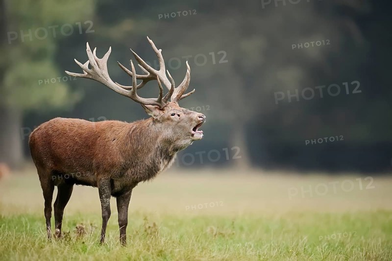 Red deer (Cervus elaphus) roaring in the rutting season, North Rhine-Westphalia, Germany