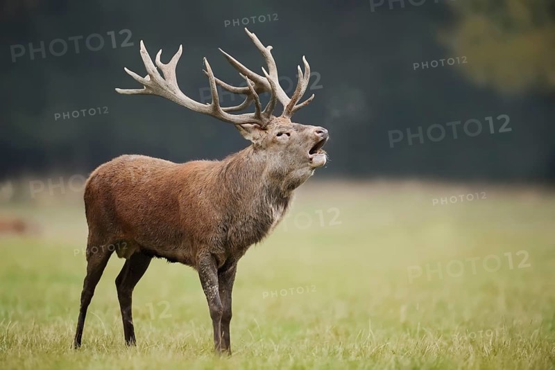 Red deer (Cervus elaphus) roaring in the rutting season, North Rhine-Westphalia, Germany