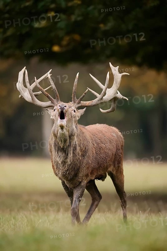 Red deer (Cervus elaphus) roaring in the rutting season, North Rhine-Westphalia, Germany