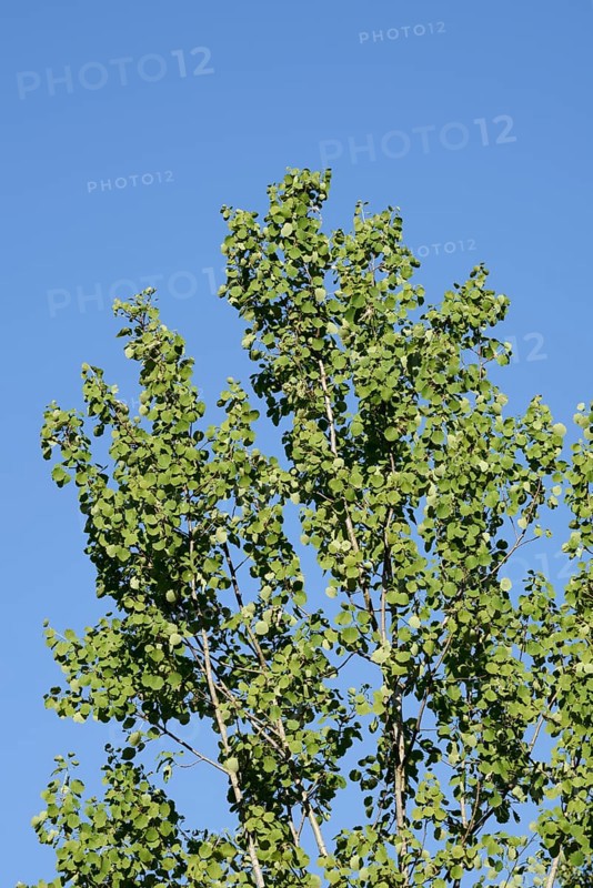 Trembling poplar or aspen (Populus tremula), North Rhine-Westphalia, Germany