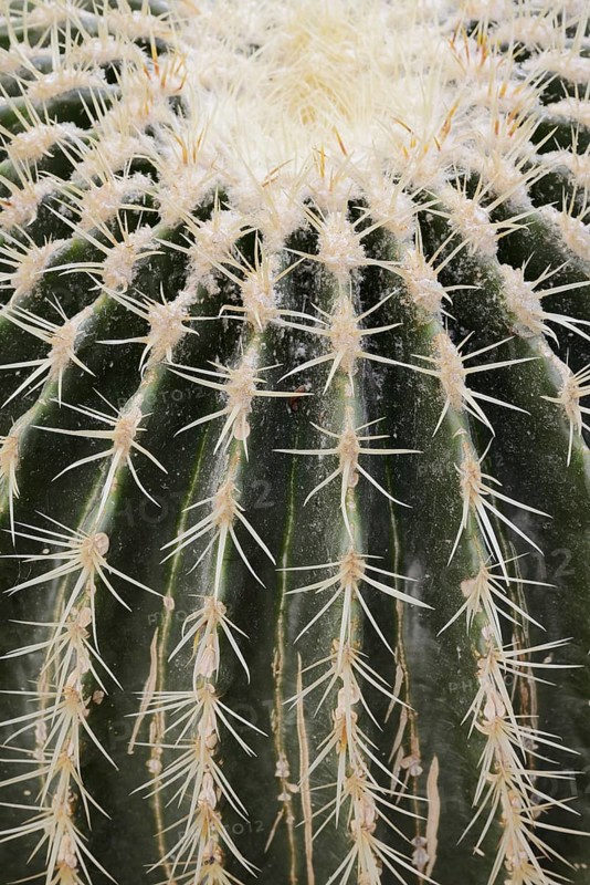 Golden ball cactus, mother-in-law's chair or mother-in-law's chair (Echinocactus grusonii), thorns, occurrence in Mexico