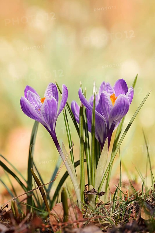 Crocuses (Crocus spec.), flowers, North Rhine-Westphalia, Germany