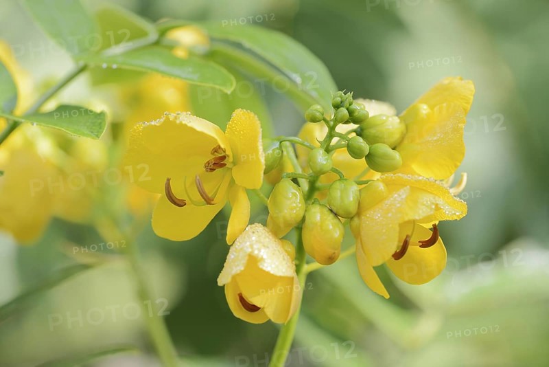 Spice bark or Argentine senna (Senna corymbosa, Cassia corymbosa), flowers, North Rhine-Westphalia, Germany, native to South America