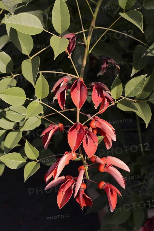 Caribbean coral shrub (Cockspur Coral Tree), branch with flowers, found in South America