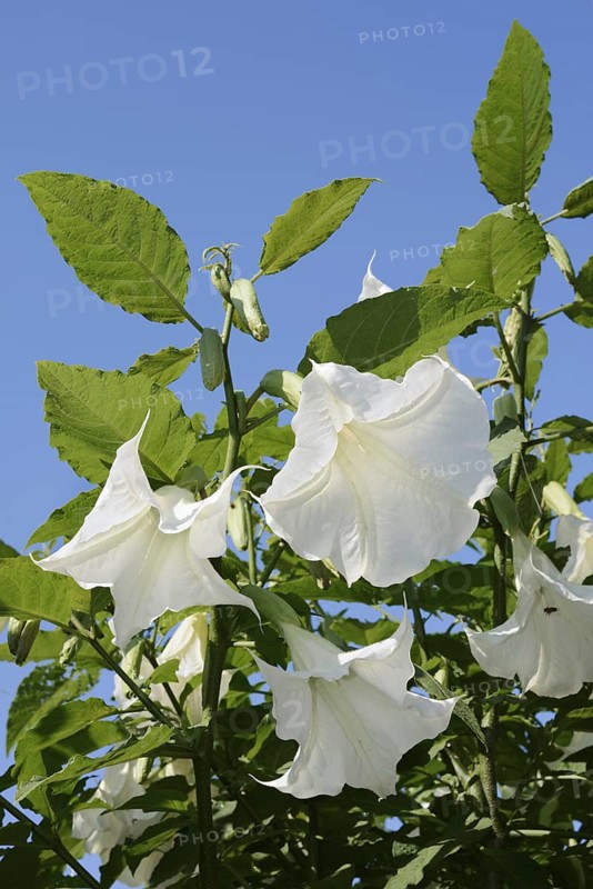 Angel's trumpet (Brugmansia arborea), flowers, ornamental plant, North Rhine-Westphalia, Germany