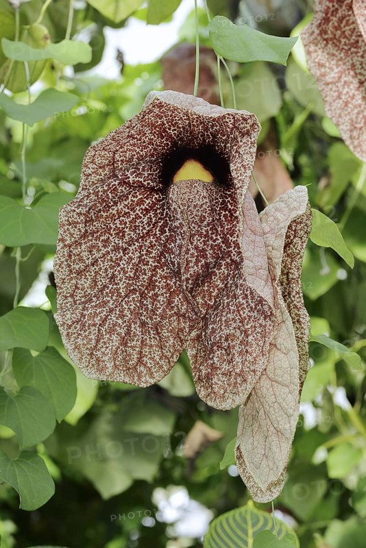 Giant pipeflower or giant pipevine (Aristolochia gigantea, Aristolochia sylvicola), flower, native to South America