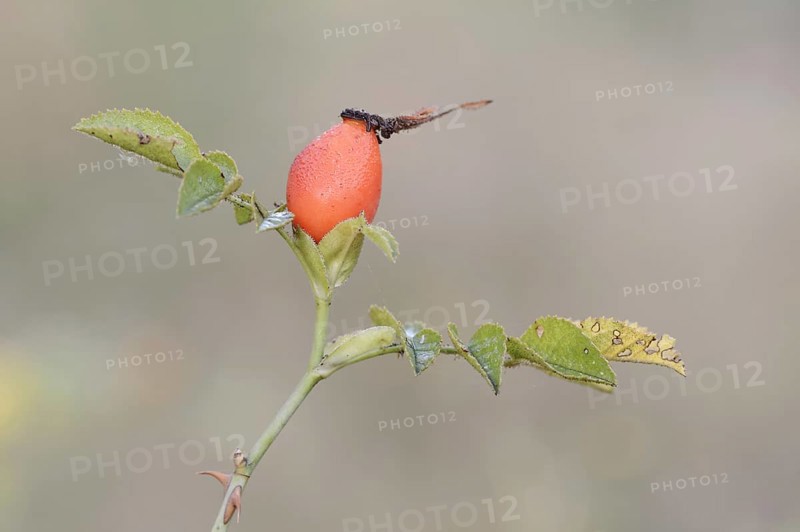 Dog rose (Rosa canina), branch with rose hip, North Rhine-Westphalia, Germany