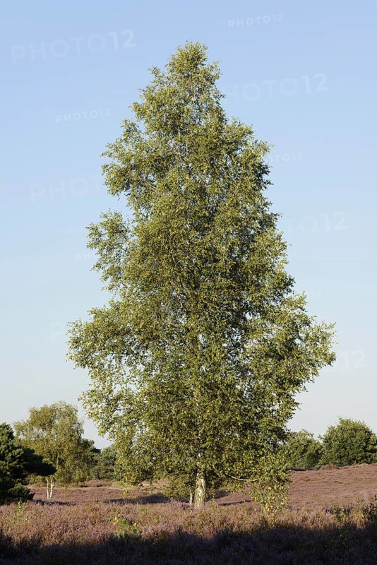 Silver birch (Betula pendula) in a flowering heath landscape, Westruper Heide, North Rhine-Westphalia, Germany