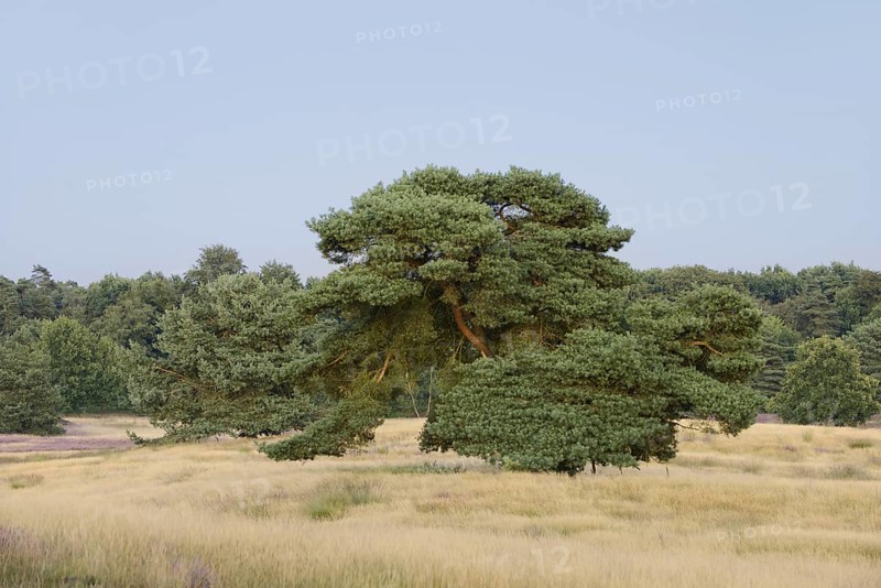 Scots pine (Pinus sylvestris) in heathland, Westruper Heide, North Rhine-Westphalia, Germany