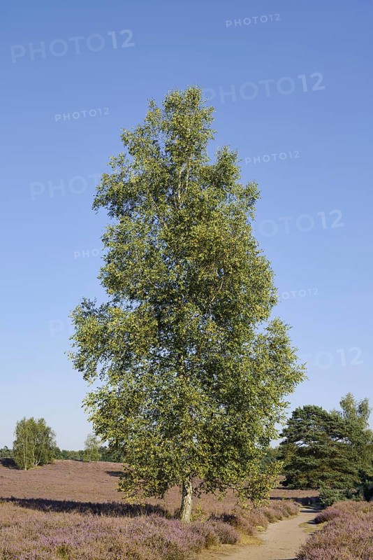 Hanging birch (Betula pendula) and hiking trail in blooming heath landscape, Westruper Heide, North Rhine-Westphalia, Germany