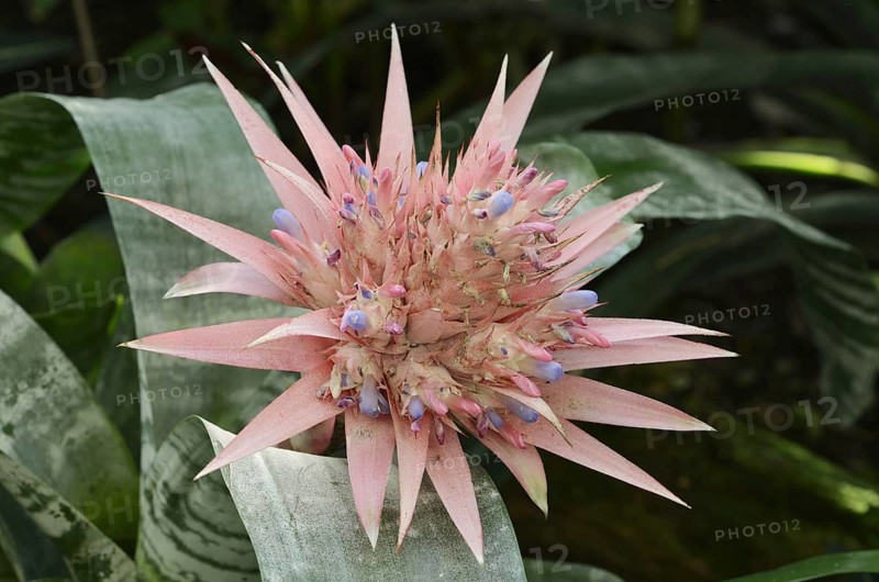 Lance rosette (Aechmea fasciata), inflorescence, native to Brazil