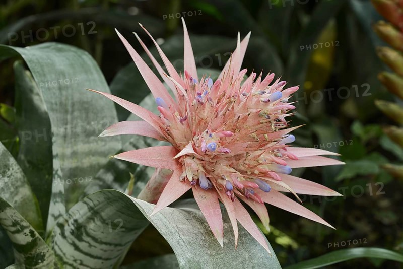 Lance rosette (Aechmea fasciata), inflorescence, native to Brazil