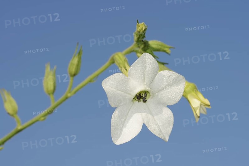 Ornamental tobacco (Nicotiana alata), flower, ornamental plant, North Rhine-Westphalia, Germany