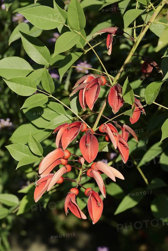 Caribbean coral shrub (Cockspur Coral Tree), branch with flowers, found in South America