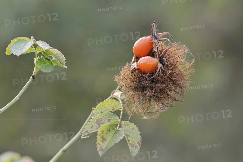 Mossyrose gall wasp (Diplolepis rosae), rose gall on a branch of the dog rose (Rosa canina) with rose hips, North Rhine-Westphalia, Germany