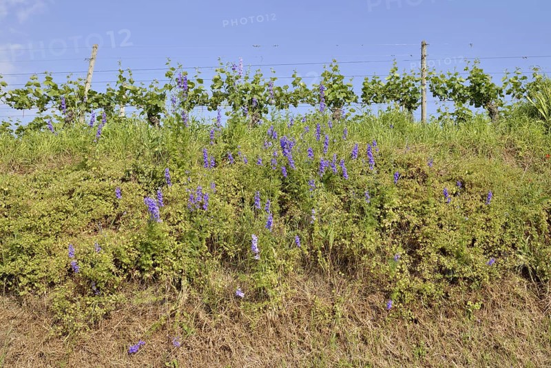 Flowering forking larkspur or field larkspur (Consolida regalis, Delphinium consolida) on a vineyard, Kaiserstuhl, Baden-Württemberg, Germany