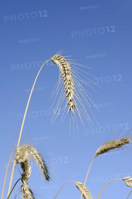 Wheat or common wheat (Triticum aestivum, Triticum vulgare), ears, North Rhine-Westphalia, Germany