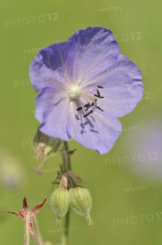 Meadow cranesbill (Geranium pratense), flower, North Rhine-Westphalia, Germany