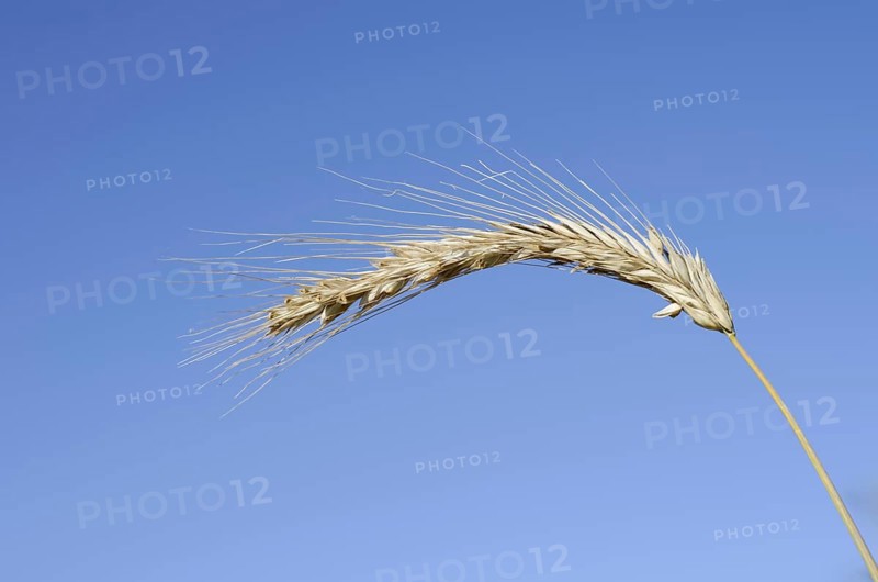 Wheat or common wheat (Triticum aestivum, Triticum vulgare), ear, North Rhine-Westphalia, Germany
