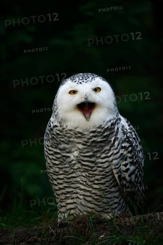 Snowy owl (Bubo scandiacus), calling female, captive, Germany