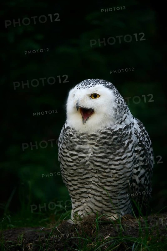 Snowy owl (Bubo scandiacus), calling female, captive, Germany