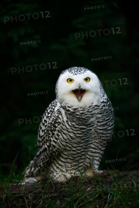 Snowy owl (Bubo scandiacus), calling female, captive, Germany