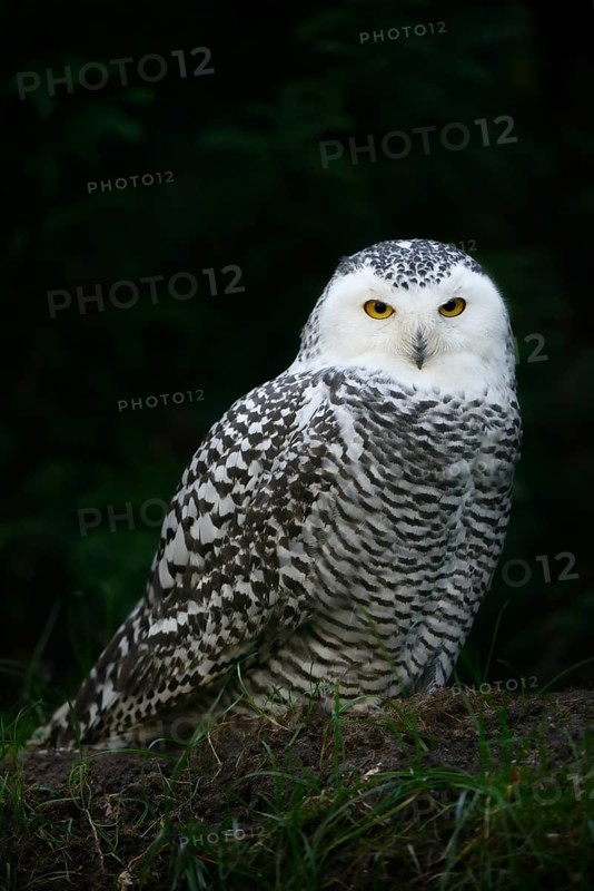 Snowy owl (Bubo scandiacus), female, captive, Germany