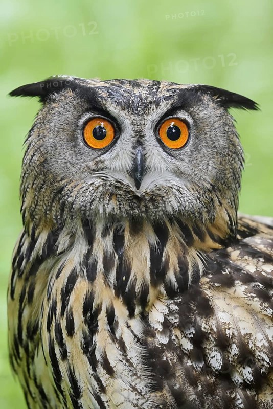 European eagle owl (Bubo bubo), portrait, North Rhine-Westphalia, Germany