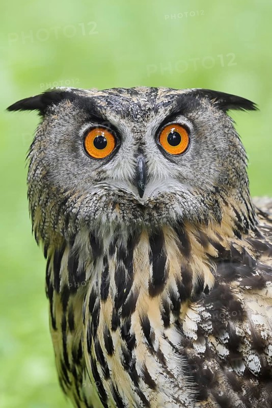 European eagle owl (Bubo bubo), portrait, North Rhine-Westphalia, Germany