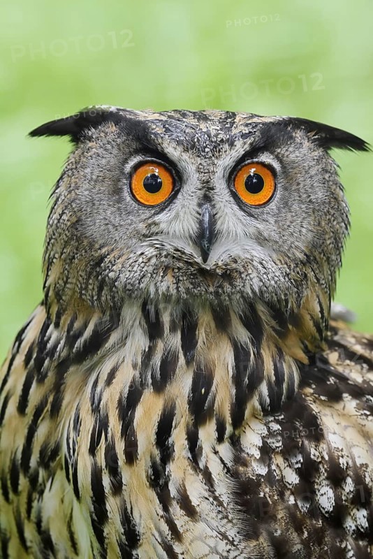 European eagle owl (Bubo bubo), portrait, North Rhine-Westphalia, Germany