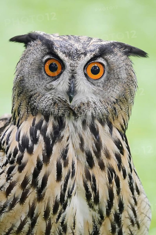 European eagle owl (Bubo bubo), portrait, North Rhine-Westphalia, Germany