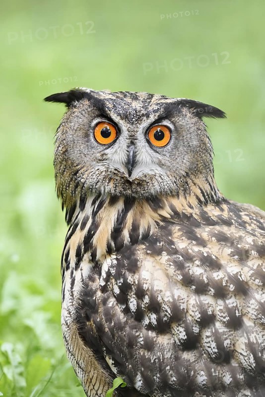 European eagle owl (Bubo bubo), portrait, North Rhine-Westphalia, Germany