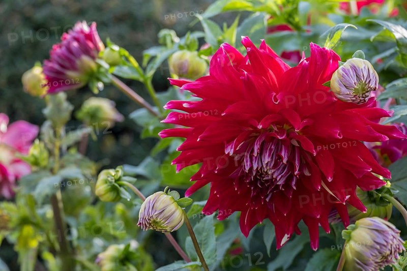 Red dahlia with buds and green leaves, Münsterland, North Rhine-Westphalia, Germany