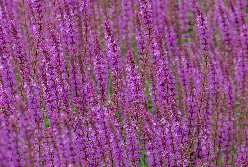 Steppe sage (Salvia nemorosa), North Rhine-Westphalia, Germany