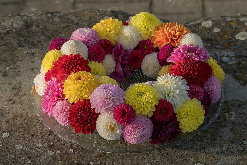 Wreath of colourful dahlia blossoms on a glass plate, Münsterland, North Rhine-Westphalia, Germany