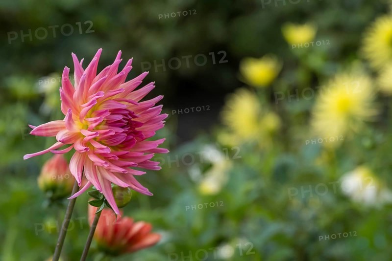 Dahlia (Dahlia), cactus dahlia, Münsterland, North Rhine-Westphalia, Germany