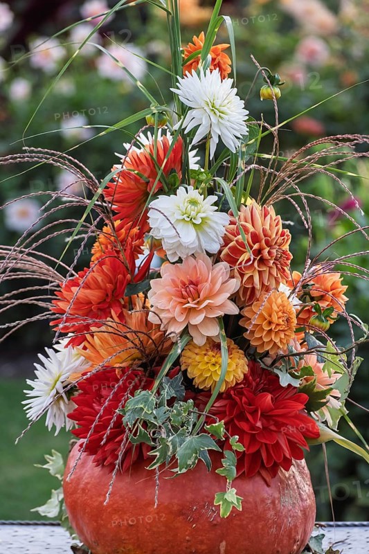Flower arrangement of colourful dahlias in a pumpkin, Münsterland, North Rhine-Westphalia, Germany